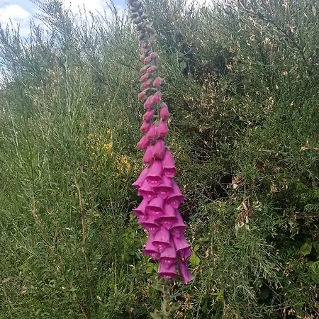 Tres Horreos Holiday home Felechas