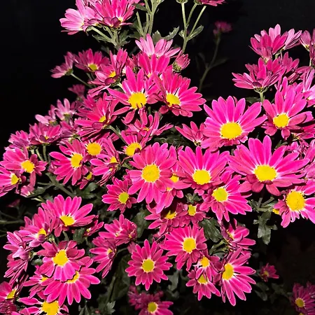 Tres Horreos Holiday home Felechas