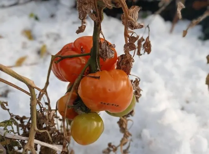 Nyaraló Tres Horreos Felechas