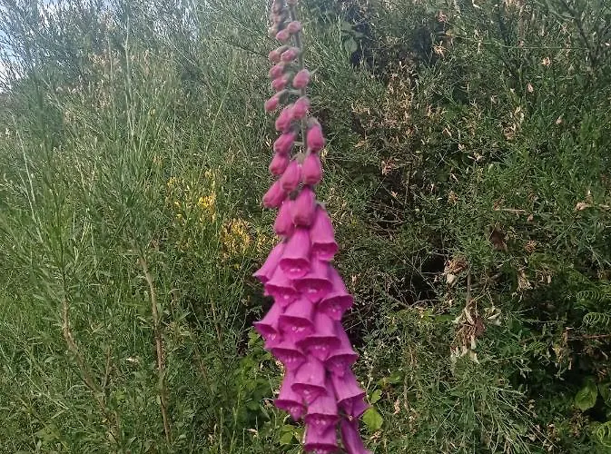 Tres Horreos Nyaraló Felechas