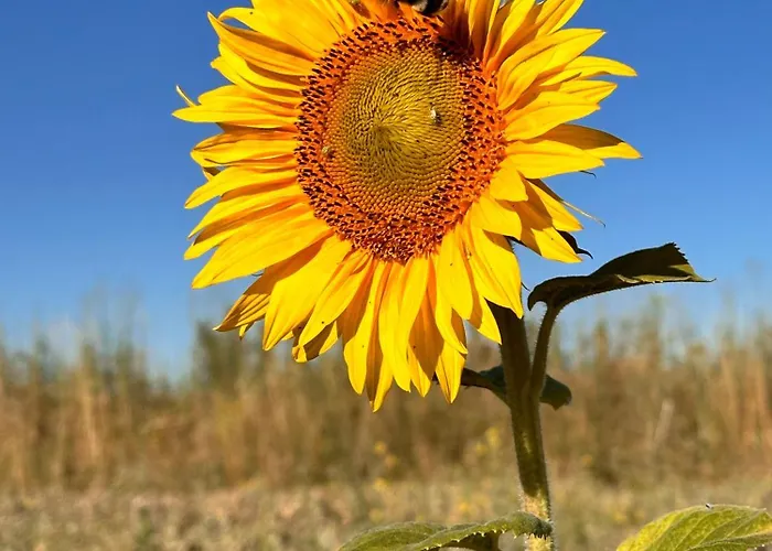 Nyaraló Tres Horreos Felechas