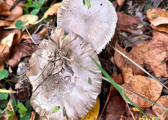 Tres Horreos Felechas